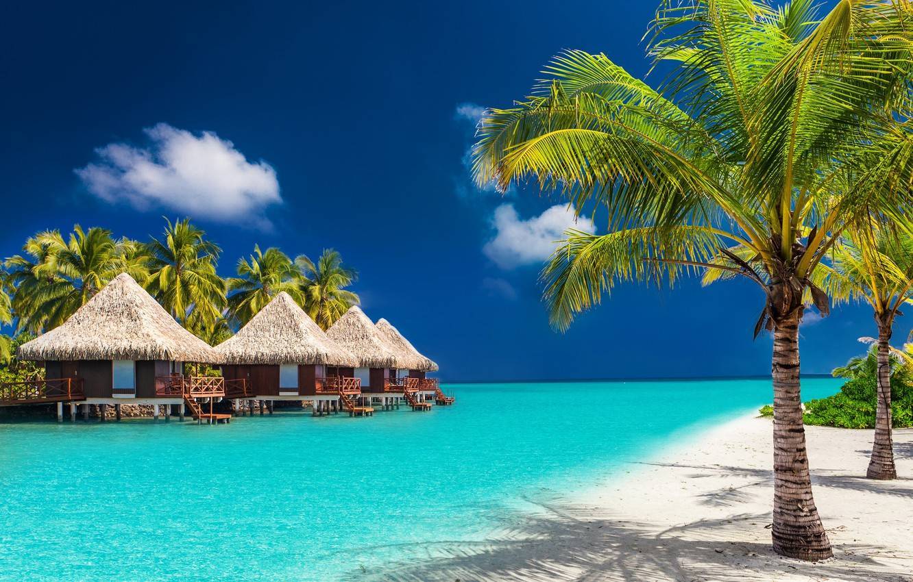 maldivy tropiki more poberezhe pliazh pesok palmy bungalo so